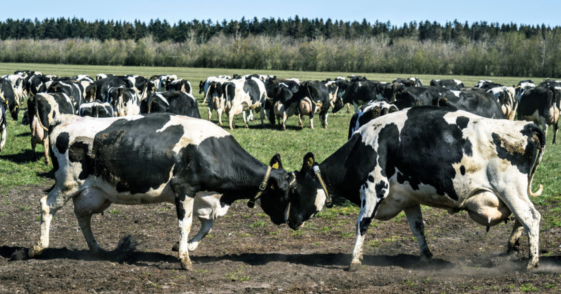 Dairy cows gather at Sommerbjerggaard after being released from the stables, near Them, Denmark, Sunday April 19, 2020.