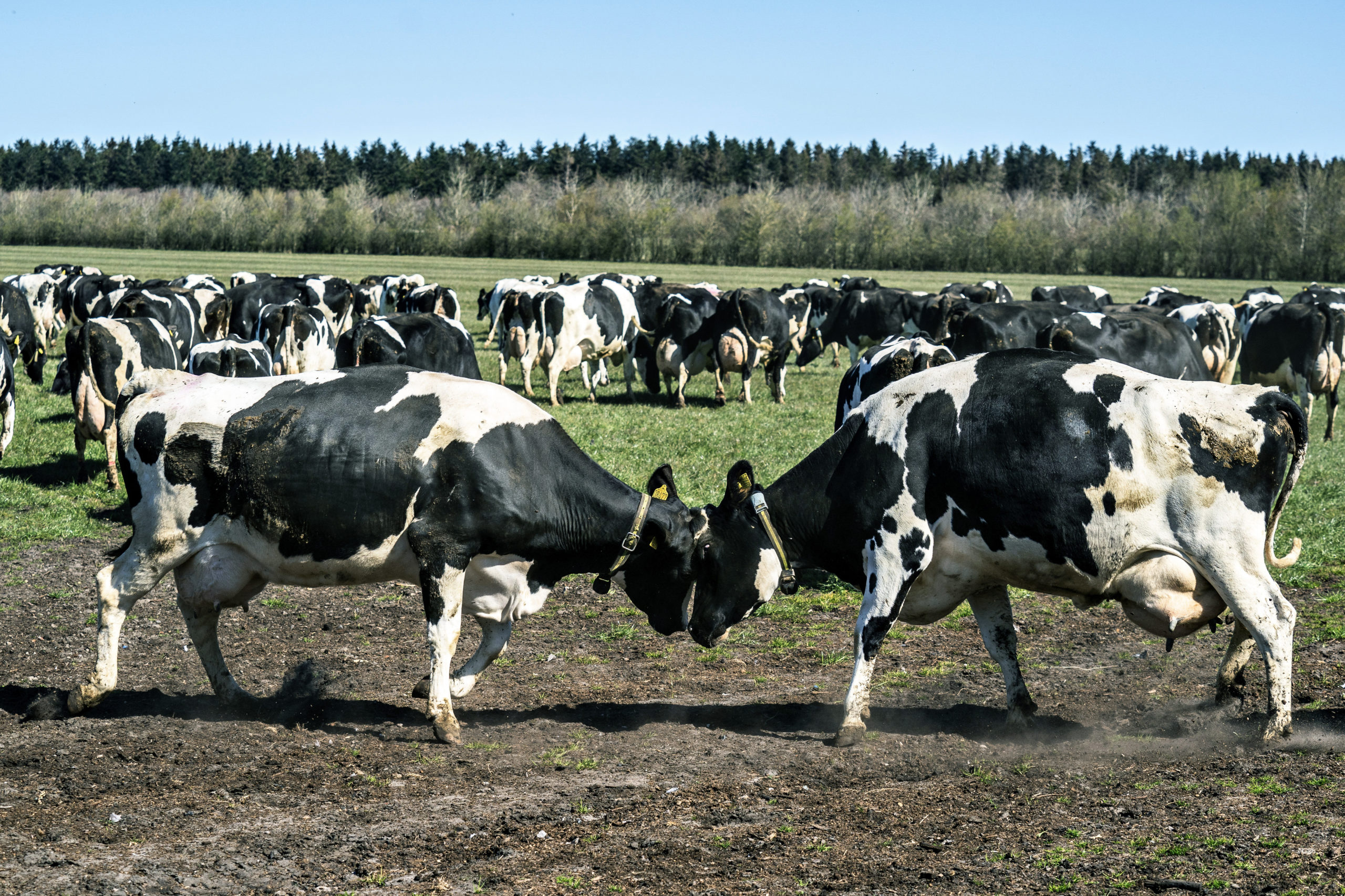 Dairy cows gather at Sommerbjerggaard after being released from the stables, near Them, Denmark, Sunday April 19, 2020.