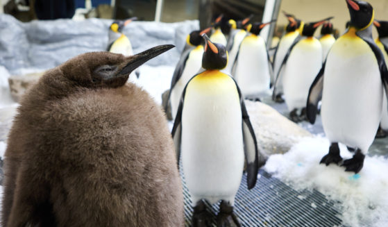 Pesto, a huge king penguin chick who weighs as much as both his parents combined, mingles in his enclosure at Australia's Sea Life Melbourne Aquarium on Sept. 3.