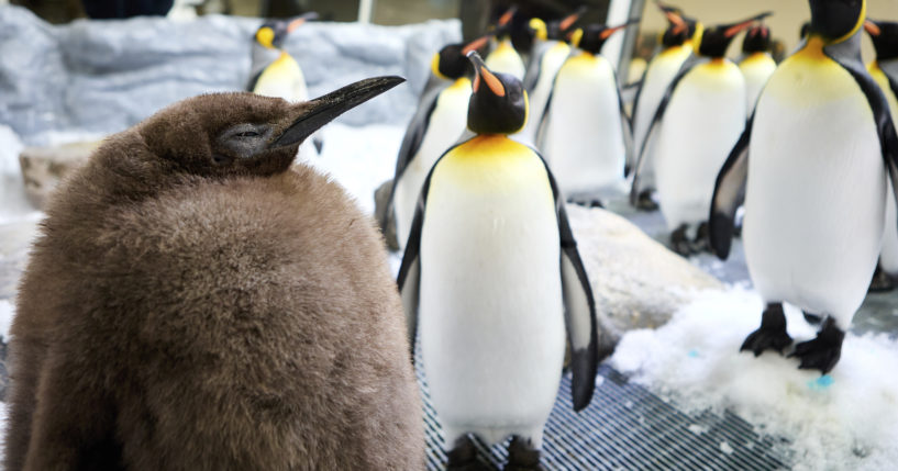 Pesto, a huge king penguin chick who weighs as much as both his parents combined, mingles in his enclosure at Australia's Sea Life Melbourne Aquarium on Sept. 3.