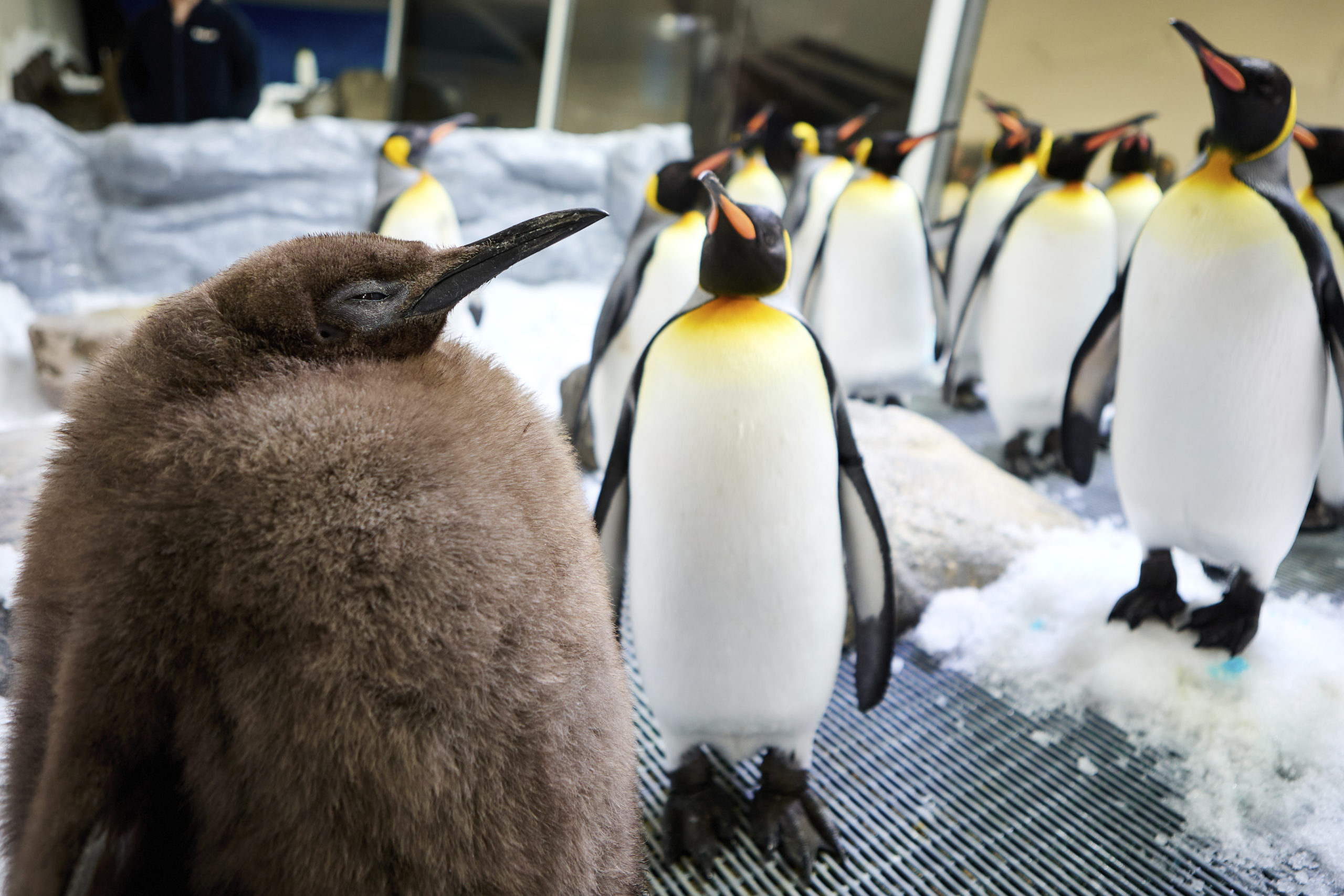 Pesto, a huge king penguin chick who weighs as much as both his parents combined, mingles in his enclosure at Australia's Sea Life Melbourne Aquarium on Sept. 3.