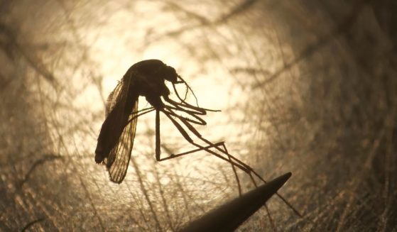 Salt Lake City Mosquito Abatement District biologist Nadja Reissen examines a mosquito in Salt Lake City on Aug. 26, 2019.