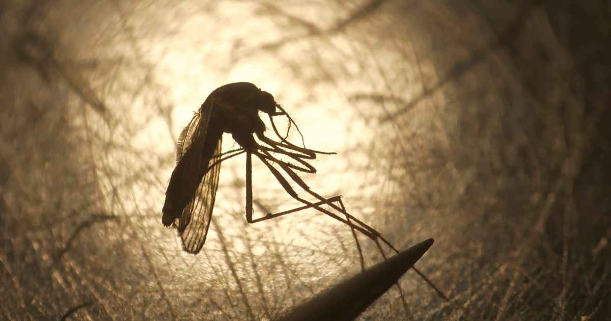 Public Health Declaration Issued After NY Resident Dies from Untreatable Mosquito-Borne Virus