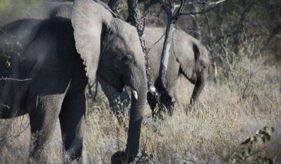 Elephants are pictured in Etosha Park in Namibia on May 9, 2015.