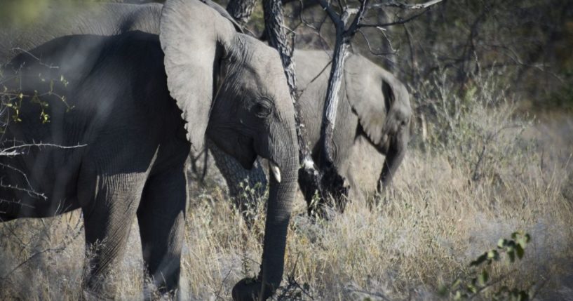 Elephants are pictured in Etosha Park in Namibia on May 9, 2015.