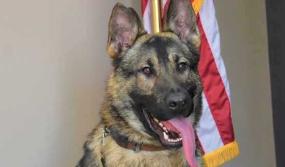 K-9 Horus served for 3 years before he was found dead on June 20 in his police vehicle. His handler has been charged with animal abuse in connection to the death.