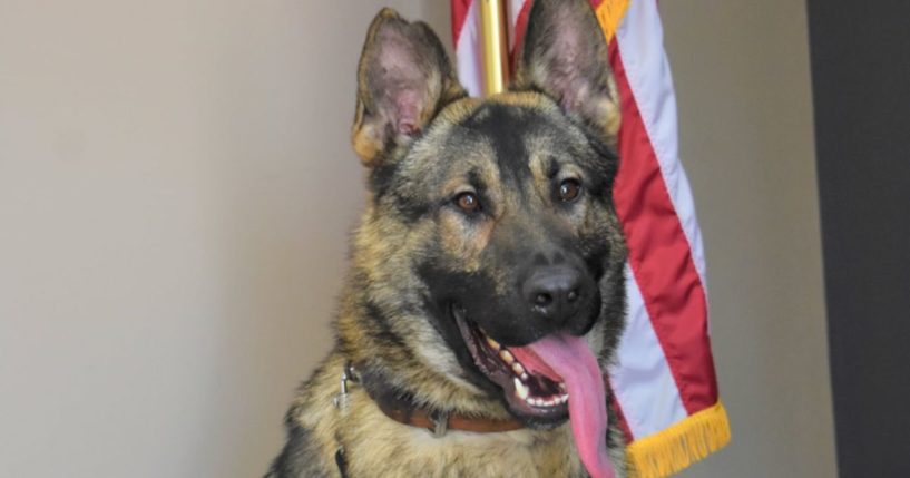 K-9 Horus served for 3 years before he was found dead on June 20 in his police vehicle. His handler has been charged with animal abuse in connection to the death.