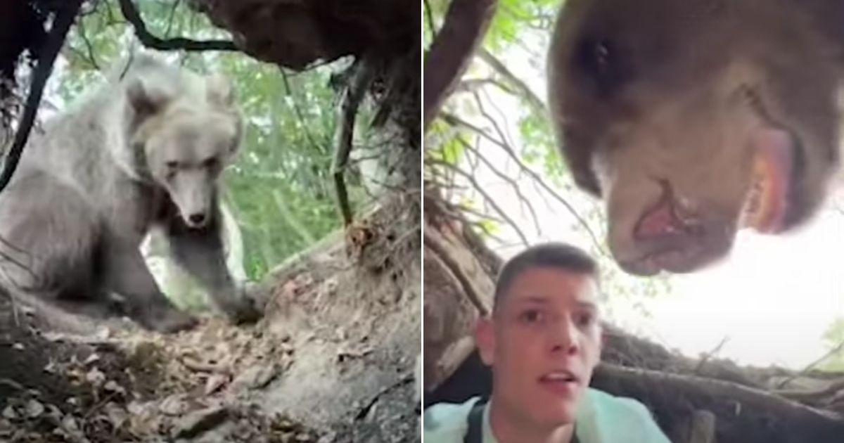 Watch: Man Records Himself in Underground Den, Then the Bear Returns Home