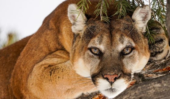 This stock image shows a mountain lion.