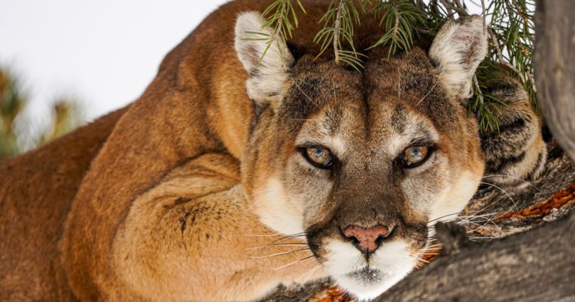 This stock image shows a mountain lion.