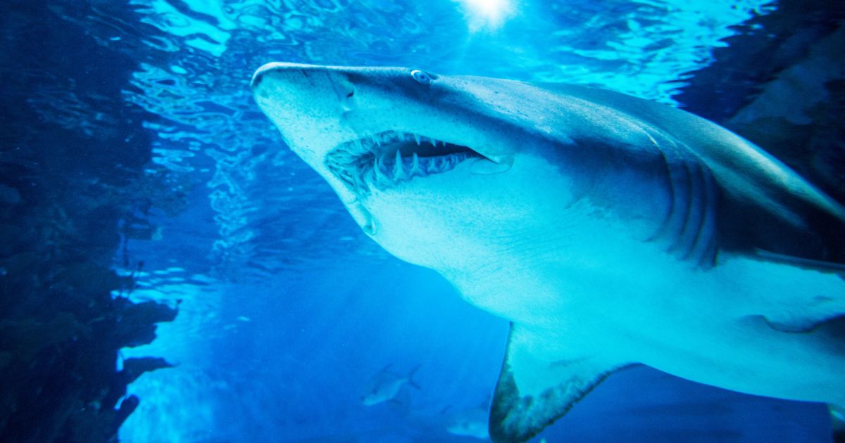 A tiger shark is seen in a file photo.