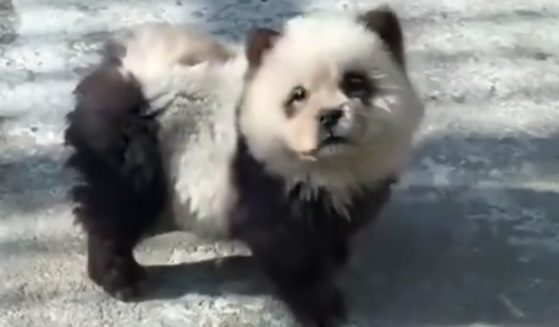 This X screen shot allegedly shows a chow chow dog painted to look like a panda bear cub at a zoo in China.