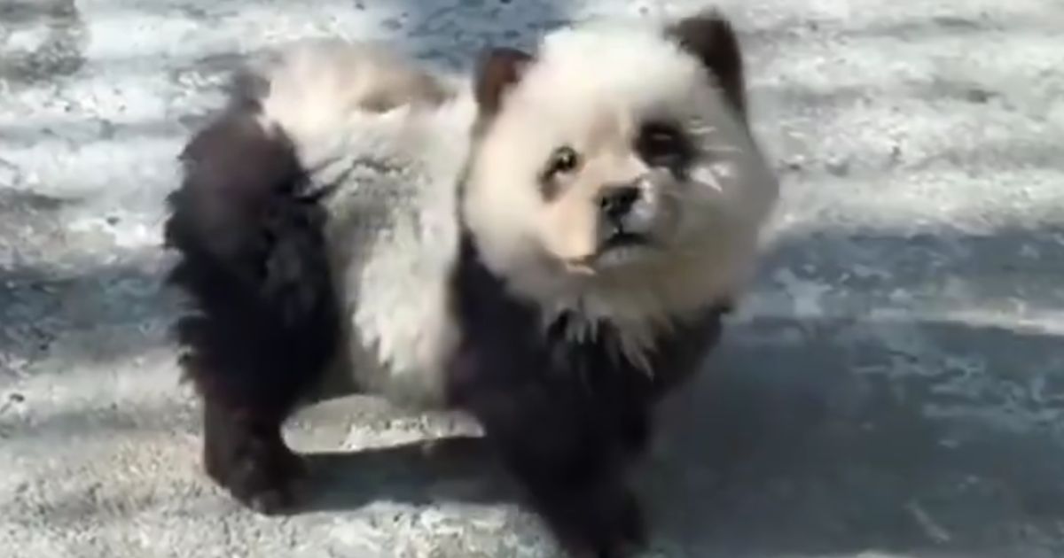 This X screen shot allegedly shows a chow chow dog painted to look like a panda bear cub at a zoo in China.