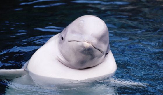 This Getty stock image shows a beluga whale.