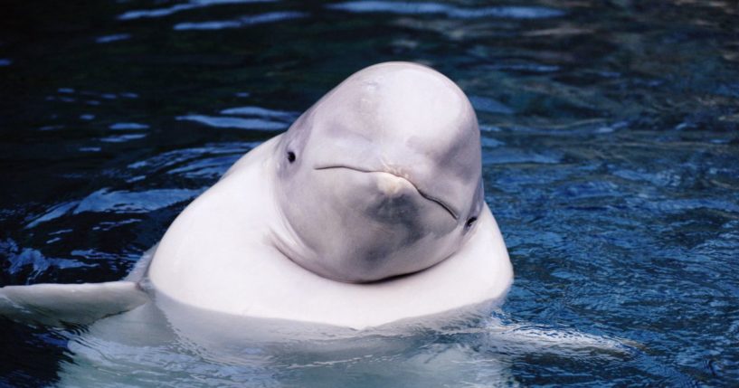 This Getty stock image shows a beluga whale.