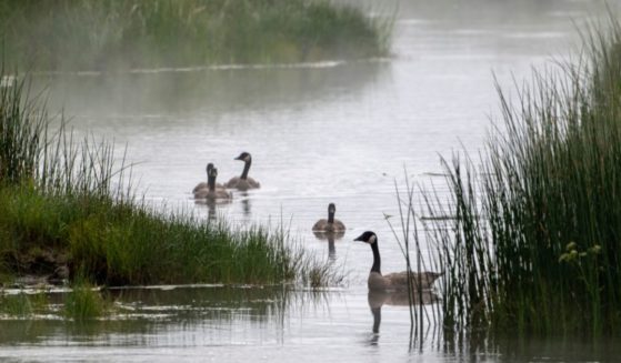 Canada Geese navigate the grass in the Madison River on July 31, 2024. in Yellowstone National Park, Wyoming.