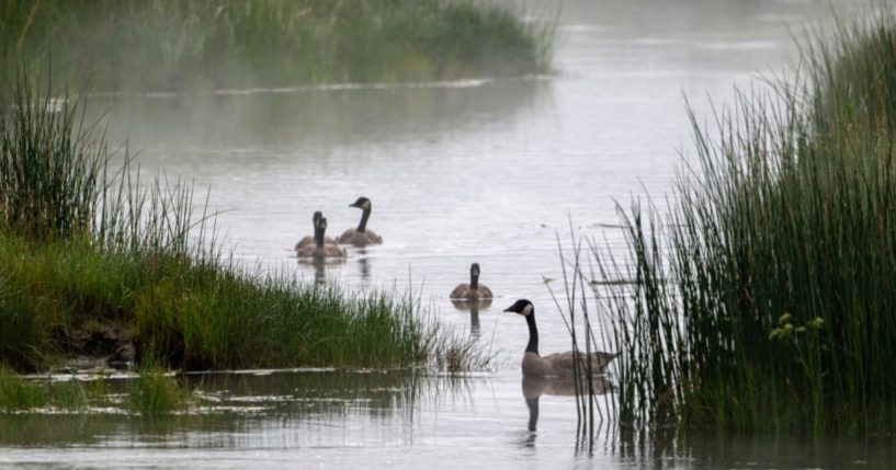 Canada Geese navigate the grass in the Madison River on July 31, 2024. in Yellowstone National Park, Wyoming.