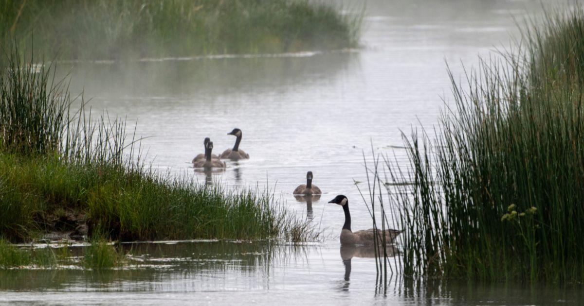 New Police Call Audio from Springfield, Ohio, Appears to Confirm Haitian Goose Story