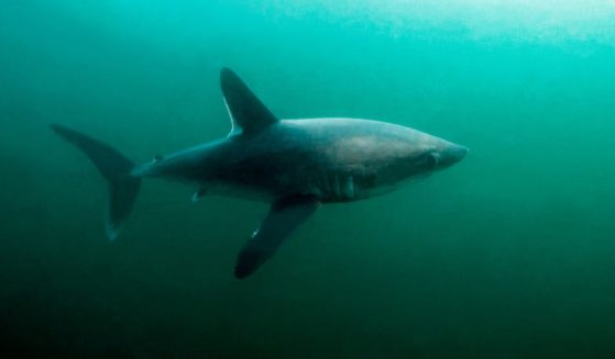 This Getty stock image shows a porbeagle shark in North Bretagne, France, Atlantic Ocean.