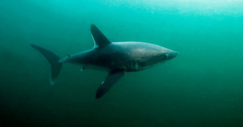 This Getty stock image shows a porbeagle shark in North Bretagne, France, Atlantic Ocean.