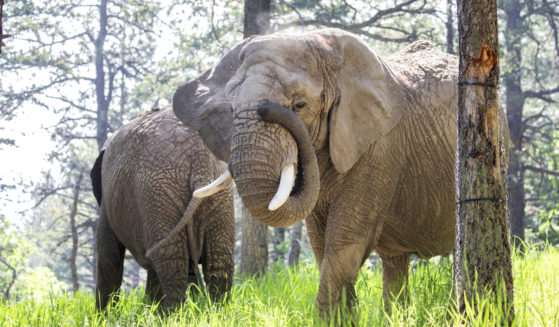 Elephants walk in the grass, AP file photo.