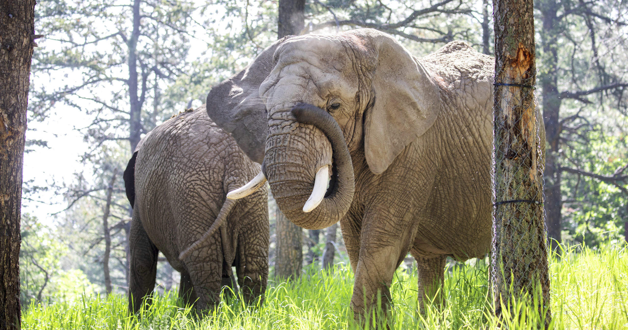 Elephants walk in the grass, AP file photo.