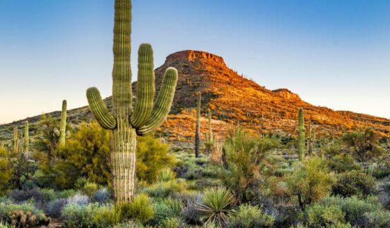 The image shows a large saguaro cactus in a typical Sonoran desert scene in Arizona.