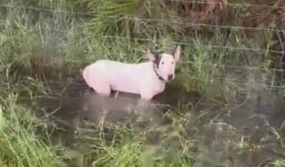 A motorist reported seeing the dog tied up to a fence where floodwaters were rising. Florida Highway Patrol Trooper Orlando Morales kept searching until he located and rescued the helpless animal.