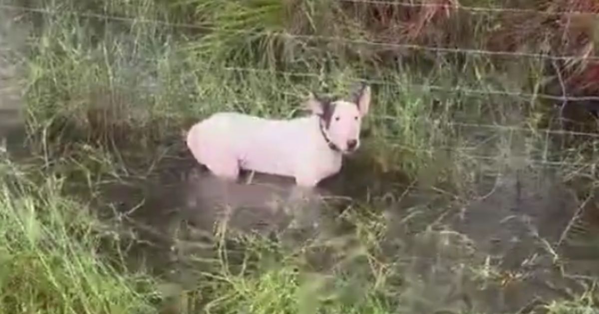 A motorist reported seeing the dog tied up to a fence where floodwaters were rising. Florida Highway Patrol Trooper Orlando Morales kept searching until he located and rescued the helpless animal.