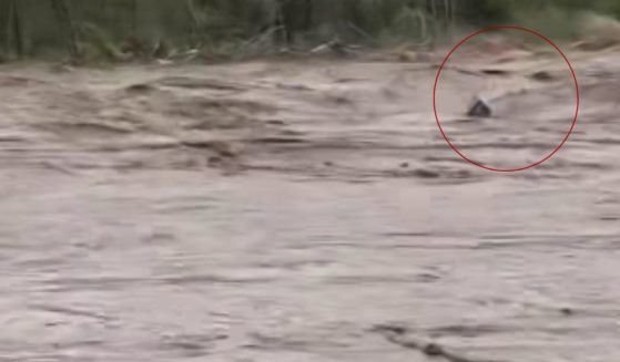 Meteorologist Kaitlin Wright posted a video of a casket, circled, carried away by floodwaters in Unicoi County, Tennessee.