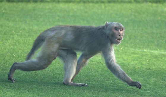 A monkey is pictured in New Delhi, India, on March 8, 2018.