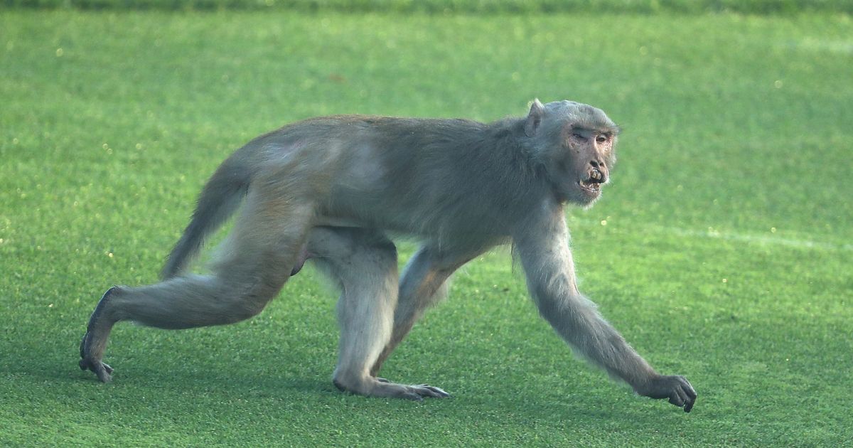 Man Lures 6-Year-Old Girl to Abandoned House, Troop of Monkeys Soon Makes Him Regret It: Report