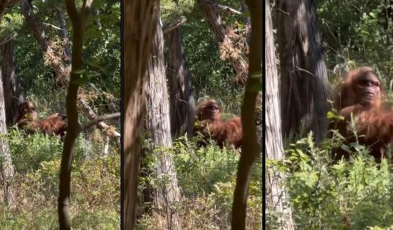 Video supposedly showing the bigfoot in an Oklahoma forest.