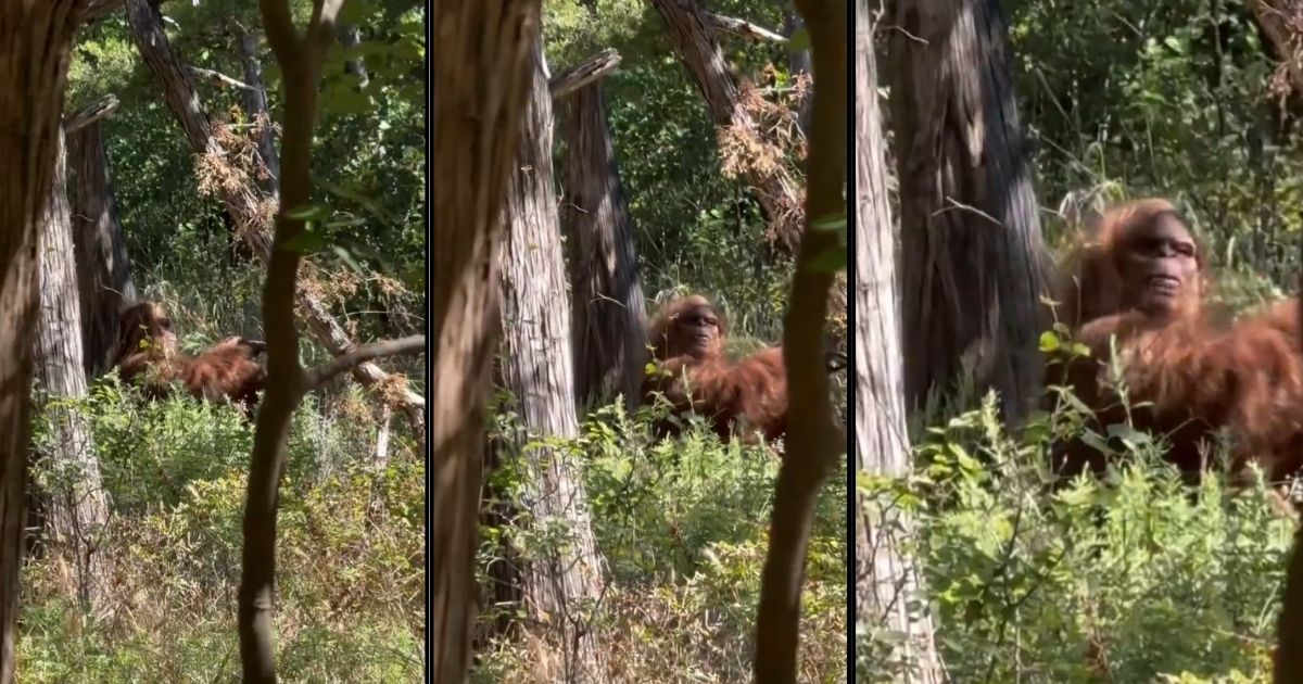 Bigfoot Sighting? Video Shows Hiker Running Away From Creature, But It Doesn’t Tell the Full Story