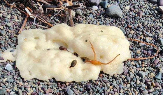 One of the strange beige blobs washing up in Newfoundland.