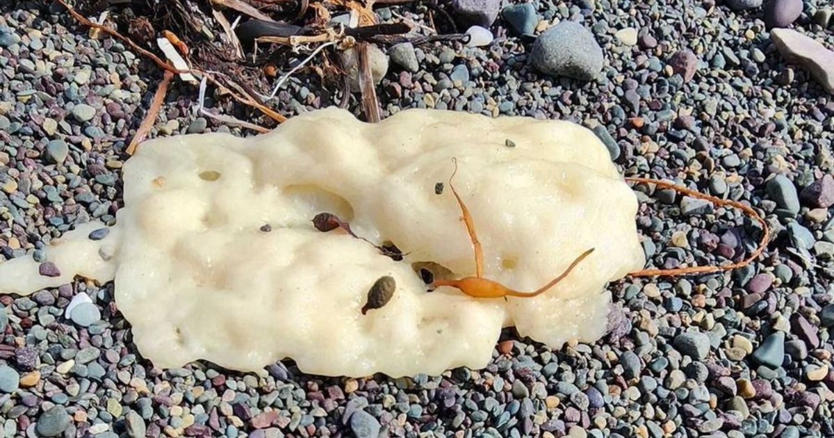 Freaky, ‘Surprisingly Combustible’ White Blobs Washing up on Coast – Nobody Knows Where They’re From or What They Are