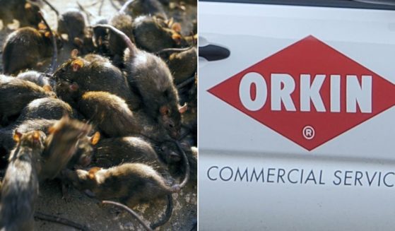 Orkin has collected data to help predict where rats are likeliest to be found, inviting a flood of political jokes.