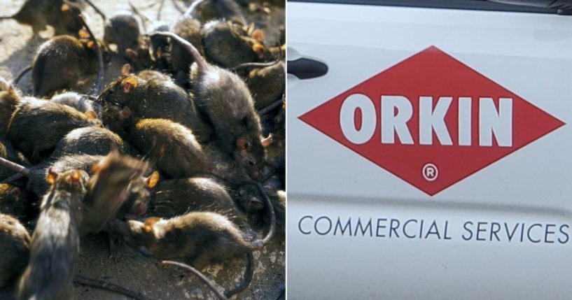 Orkin has collected data to help predict where rats are likeliest to be found, inviting a flood of political jokes.