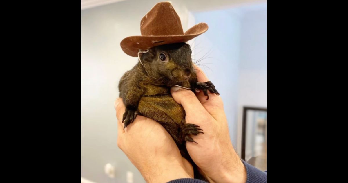 This Instagram screen shot shows Peanut the squirrel, a viral rescue animal that has since been seized and slated to be euthanized.