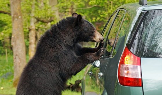 A bear looks inside a parked car.