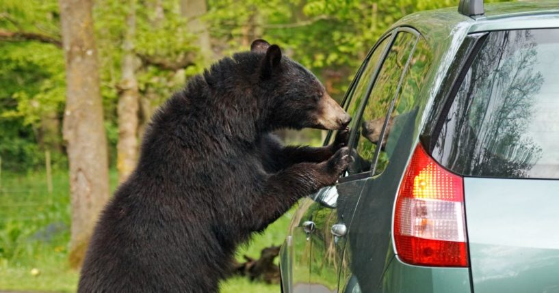 A bear looks inside a parked car.