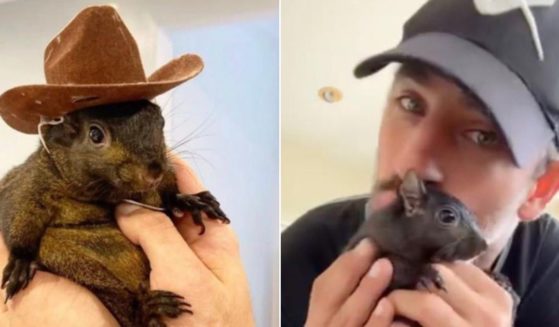 The story of Peanut the Squirrel, an internet star and family pet who was seized from his home and euthanized by govermment officials, spread quickly across social media in the days before the Nov. 5 election.