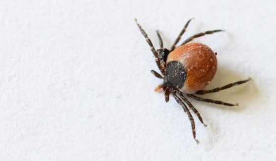 A common woodbuck tick (lat. Ixodes ricinus) is seen on July 13, 2020 in Dortmund, Germany.