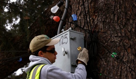 Derek Nowak, 23, prepares to plug in a string of Christmas lights to an electrical box on a tree at Christmas Tree Lane in Altadena on November 2, 2024.