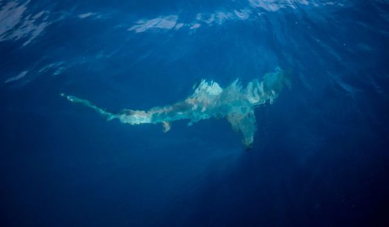 A black-tip shark swims by an inflatable boat attracted by a bait thrown in the ocean for a baited shark dive in Umkomaas near Durban, South Africa, on December 10, 2020. - Aliwal Shoal, a fossilised sand dune that lies about 4km offshore from the coastal town of Umkomaas, is one of the few places in the world where divers can dive without a cage with Oceanic Blacktip sharks and Tiger Sharks, as the apex predators are attracted by a bait drum filled with sardines.