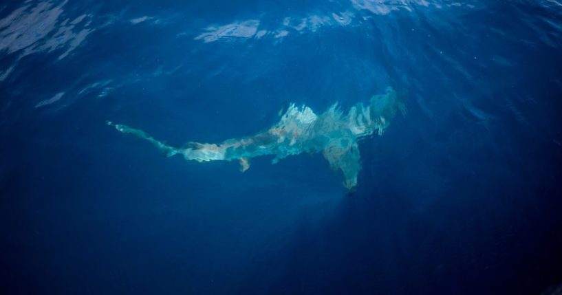 A black-tip shark swims by an inflatable boat attracted by a bait thrown in the ocean for a baited shark dive in Umkomaas near Durban, South Africa, on December 10, 2020. - Aliwal Shoal, a fossilised sand dune that lies about 4km offshore from the coastal town of Umkomaas, is one of the few places in the world where divers can dive without a cage with Oceanic Blacktip sharks and Tiger Sharks, as the apex predators are attracted by a bait drum filled with sardines.