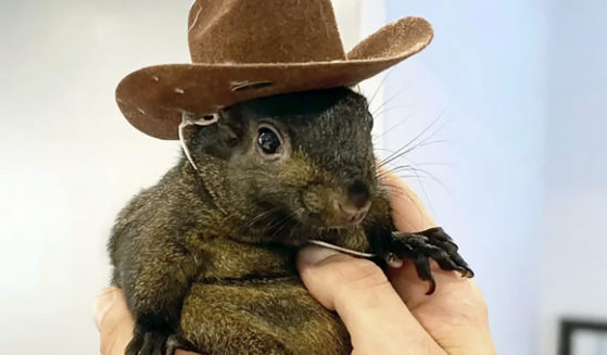 Peanut the rescue squirrel, which was seized and euthanized by government officials.