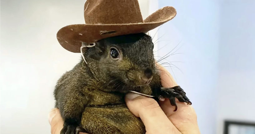 Peanut the rescue squirrel, which was seized and euthanized by government officials.