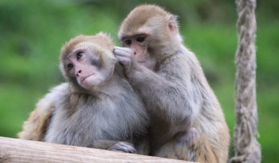 Rhesus macaques groom one another at the primatology center of the Strasbourg University in Niederhausbergen, France, on May 6.