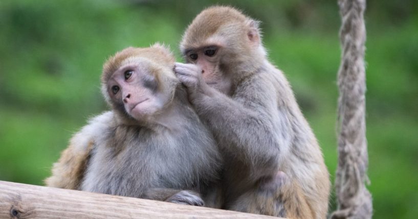 Rhesus macaques groom one another at the primatology center of the Strasbourg University in Niederhausbergen, France, on May 6.